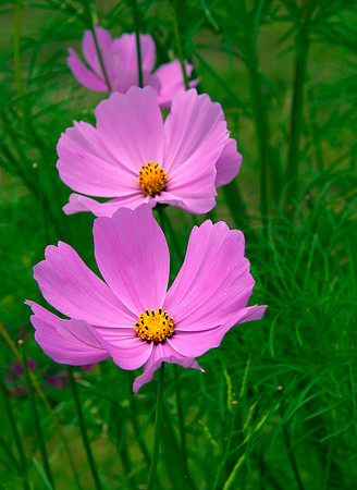 Pink Beauties