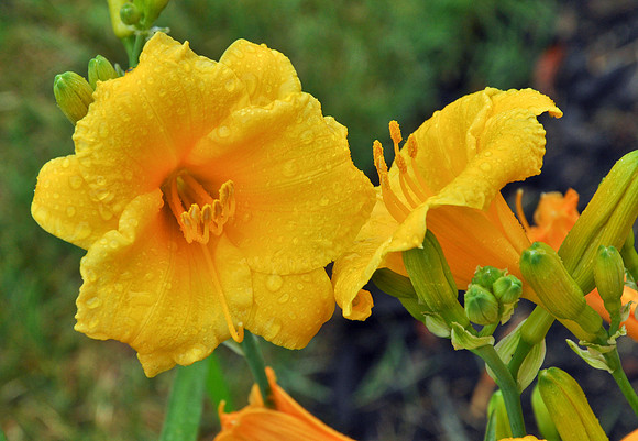 Lily