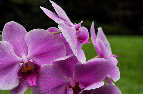 Purple Orchid