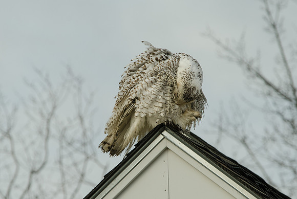 Snowy Owl-16