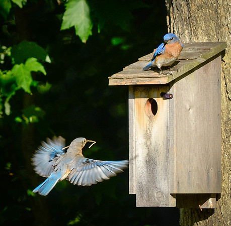 Bluebirds