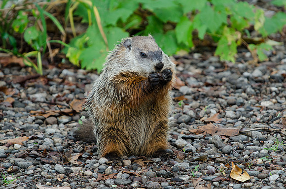 Woodchuck