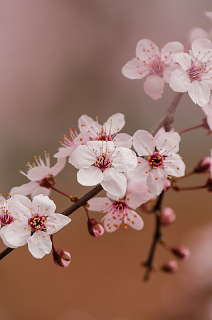 Cherry Blossoms