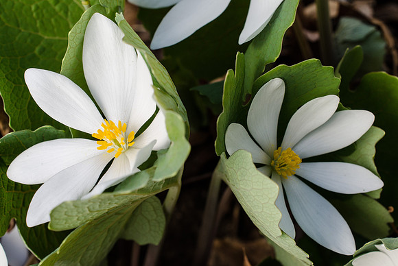 Bloodroot 5-8