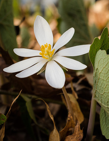 Bloodroot 5-7