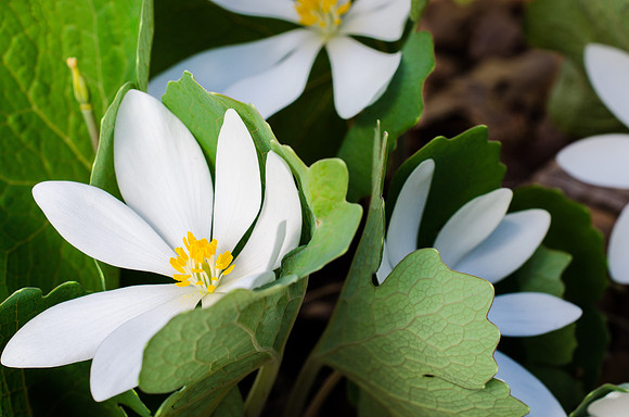 Bloodroot 5-32