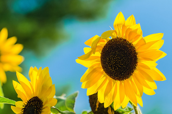 Sunflowers