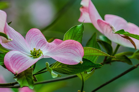 Dogwoods