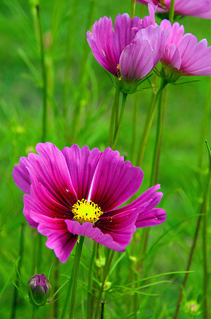 Cosmos