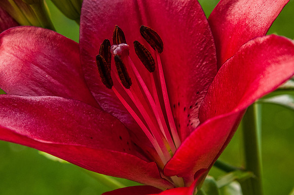 Red Lily