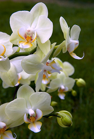 Whiite Orchid