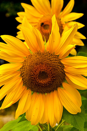Sunflower
