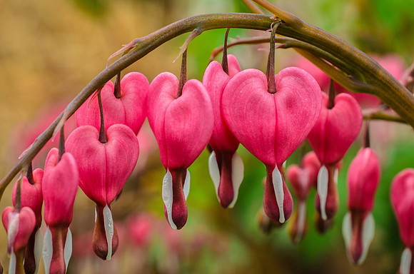 Bleeding Hearts 3