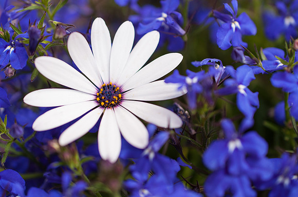 Sea of Violet