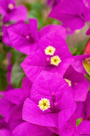 Morya's Garden
