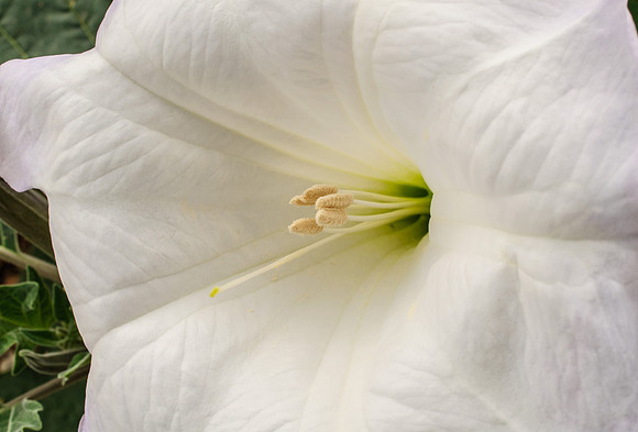 Sacred Datura