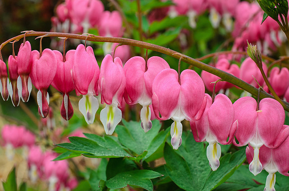Bleeding Hearts