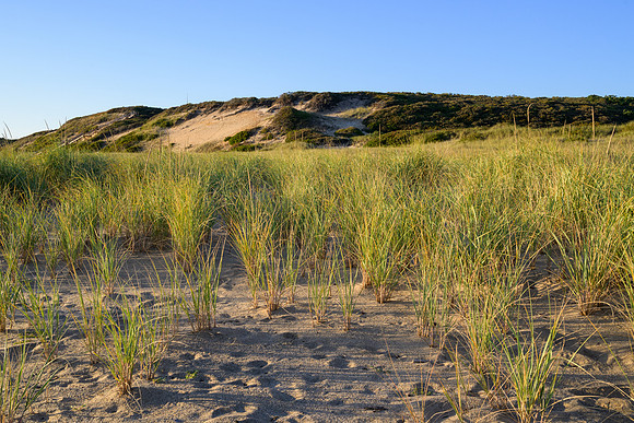 Cape Cod 2025-195