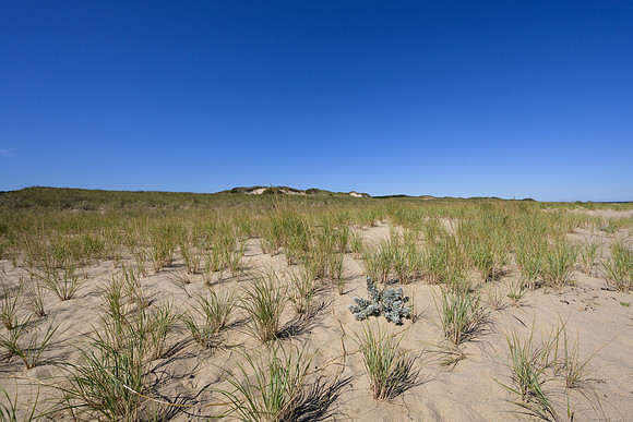 Cape Cod 2025-7063