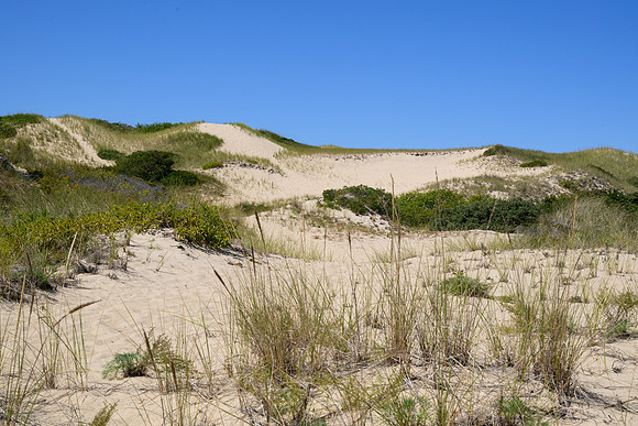 Cape Cod 2025-7112
