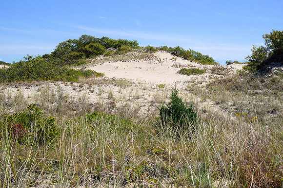 Cape Cod 2025-7121