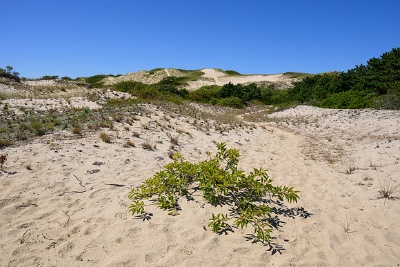 Cape Cod 2025-7128