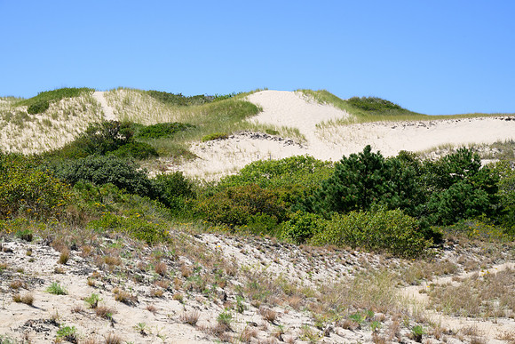 Cape Cod 2025-7130