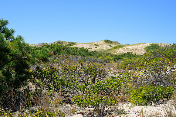 Cape Cod 2025-7136