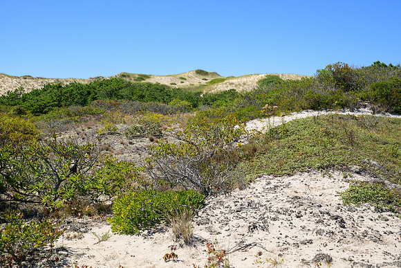 Cape Cod 2025-7139