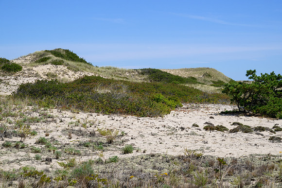 Cape Cod 2025-7150