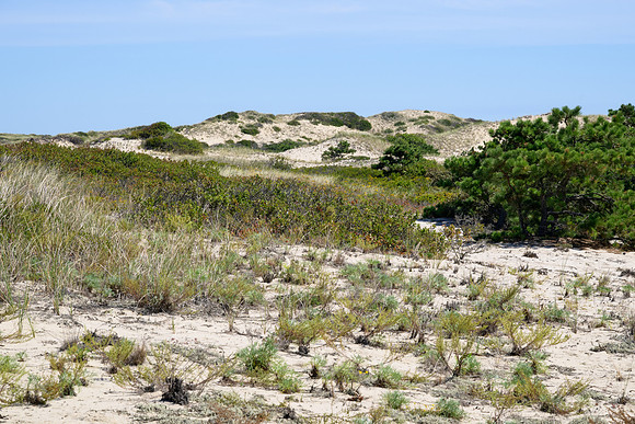Cape Cod 2025-7152