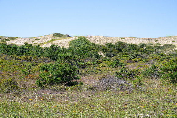 Cape Cod 2025-7154