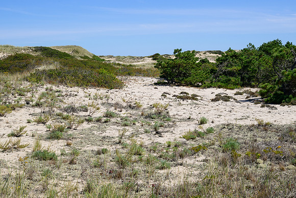 Cape Cod 2025-7165