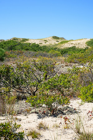 Cape Cod 2025-7173