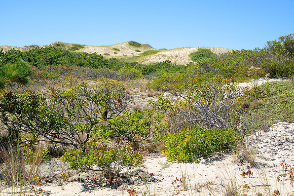 Cape Cod 2025-7172