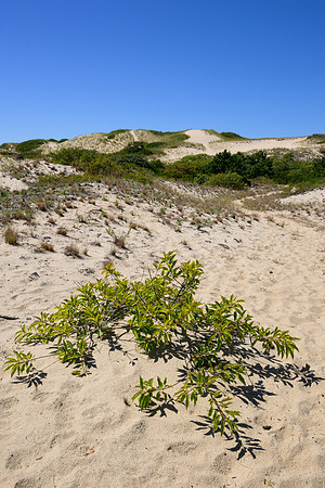 Cape Cod 2025-7178