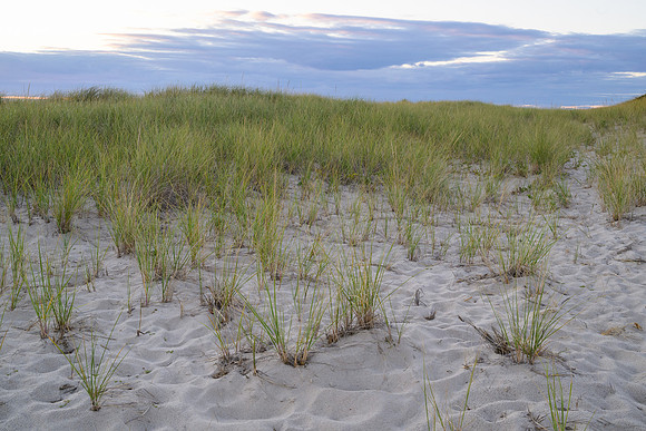 Cape Cod 2025-7190