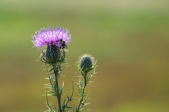 Thistle