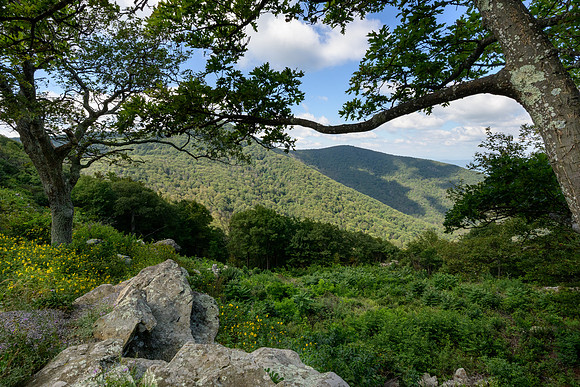 Shenandoah 2022-1349