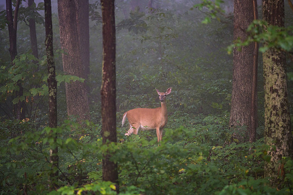Dwellers of the Forest