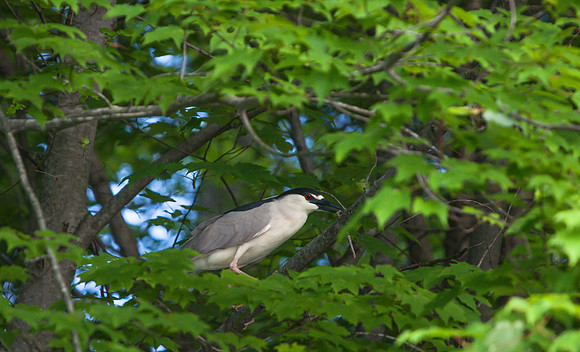 Black Crowned Night Heron