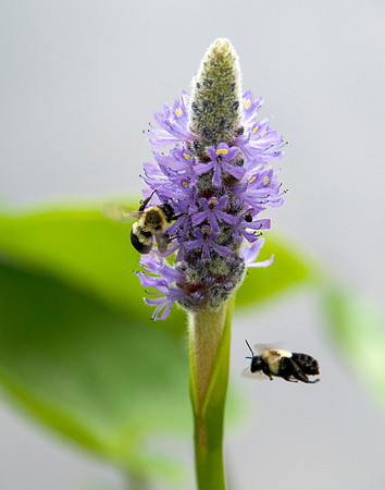 Bees in Flight
