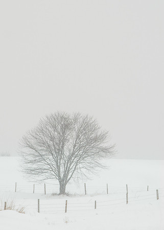 Lone Tree in winter field, Bethlehem Connecticut