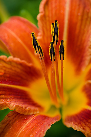 Lily 2