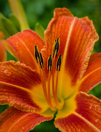 Lily 3