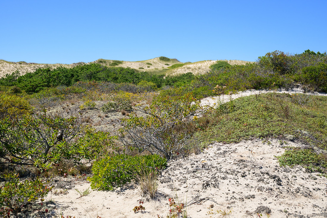 Cape Cod 2025-7139