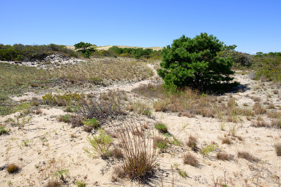 Cape Cod 2025-7144