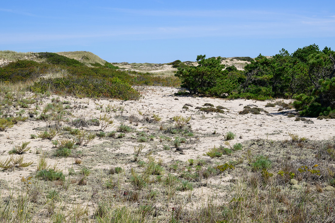 Cape Cod 2025-7165