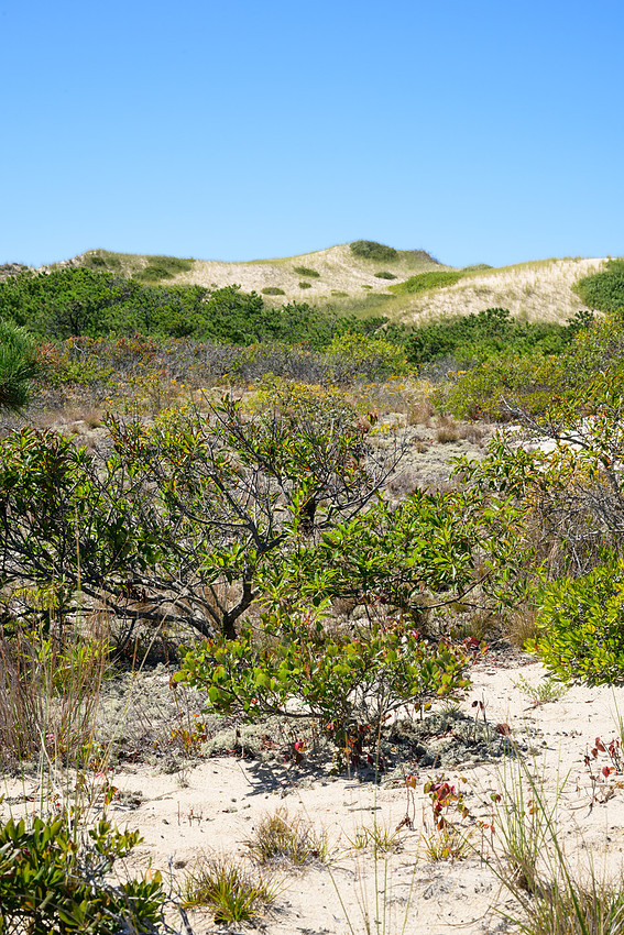 Cape Cod 2025-7173