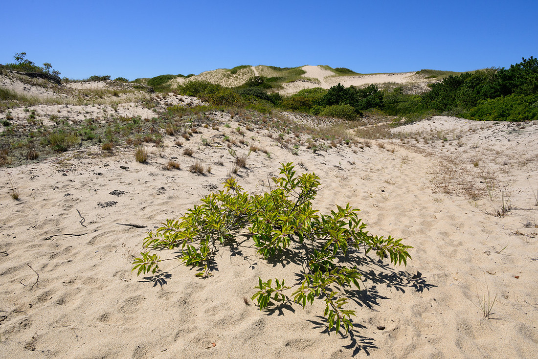 Cape Cod 2025-7183